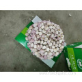 Hot Sale 2019 Normal Garlic